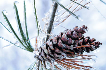 Nature encased in ice after a storm. Ice storm in Toronto, frozen water droplets on branches. Beautiful background, shallow depth of field with copy space. Icicles on pine cones.の写真素材