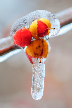 Nature encased in ice after a storm. Ice storm in Toronto, frozen water droplets on branches. Beautiful background, shallow depth of field with copy space. Icicles on red berries.の写真素材