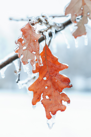 Nature encased in ice after a storm. Ice storm in Toronto, frozen water droplets on branches. Beautiful background, shallow depth of field with copy space. Icicles on leaves.の写真素材
