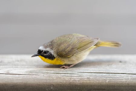 Small bird with yellow feathers on its chest. Looking at the camera on a neutral background.の写真素材