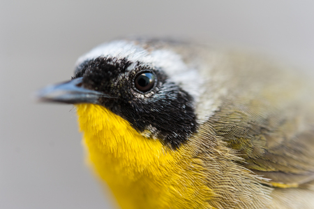 Small bird with yellow feathers on its chest. Looking at the camera on a neutral background.の写真素材