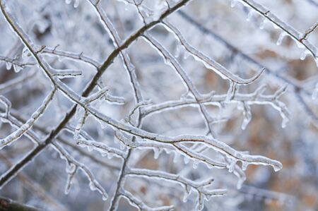Nature encased in ice after a storm. Ice storm in Toronto, frozen water droplets on branches. Beautiful background, shallow depth of field with copy space. Icicles on leaves.の写真素材