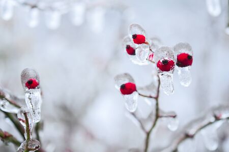 Nature encased in ice after a storm. Ice storm in Toronto, frozen water droplets on branches. Beautiful background, shallow depth of field with copy space. Icicles on red berries.の写真素材