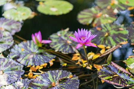 Water lily floating on water surrounded by green leaves. Purple and pink flowers in bloom.の写真素材