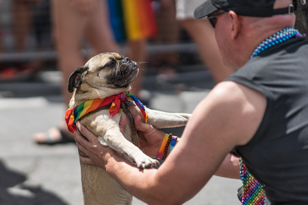 Man picking up a tired pug. Dog in a crowd celebrating Pride Parade. Wearing colorful rainbow jeweled headband in her hair. Holding up her arm. Supporting marriage equality and LGBT rights.の写真素材