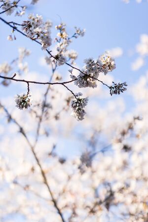 Japanese cherry blossom trees in the morning light. Spring sunrise in High Parkの写真素材