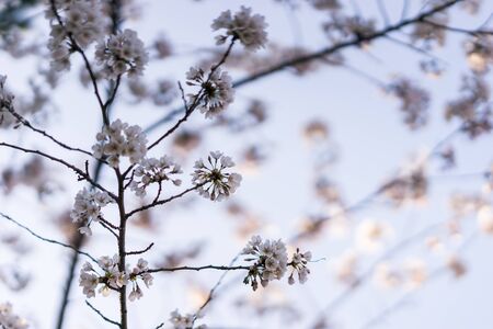 Japanese cherry blossom trees in the morning light. Spring sunrise in High Parkの写真素材