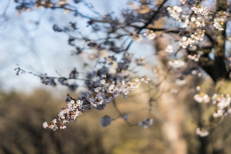Japanese cherry blossom trees in the morning light. Spring sunrise in High Parkの写真素材
