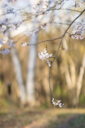 Japanese cherry blossom trees in the morning light. Spring sunrise in High Parkの写真素材