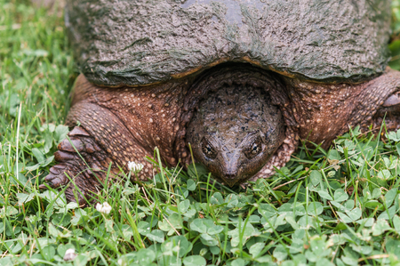 Female Common Snapping Turtle (Chelydra serpentina) looking for a place to lay her eggs in the grass and dirt.の写真素材