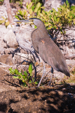 Bare throated Tiger Heron perched on the rocky ground in Mexico. Bird nesting in shrubs during sunset in Riviera Maya.の写真素材