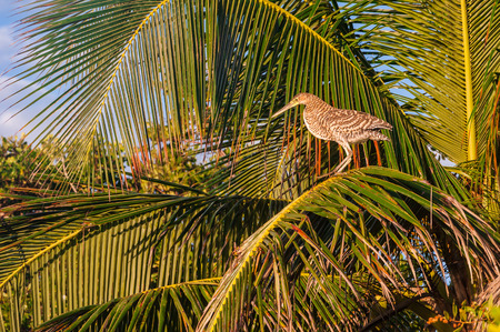 Bare throated Tiger Heron perched in a palm tree in Mexico. Bird nesting in leaves during sunset in Riviera Maya.の写真素材