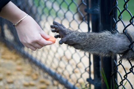 Baboon reaches for foodの写真素材