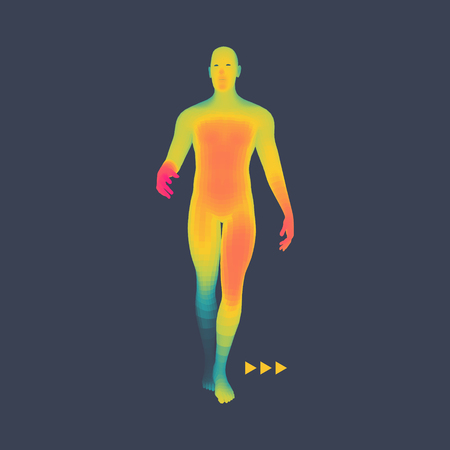 Man Stands on his Feet. 3D Model of Man. Human Body Model. Vector Illustration.のイラスト素材