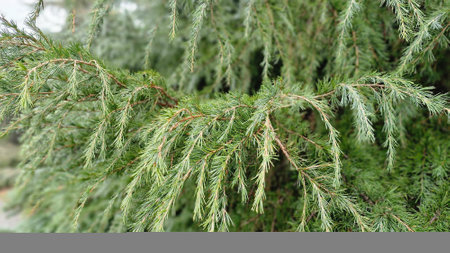 Green branches of coniferous tree close-up, natural backgroundの写真素材