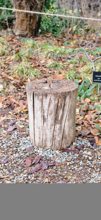 Wooden tree stump in a garden in autumn