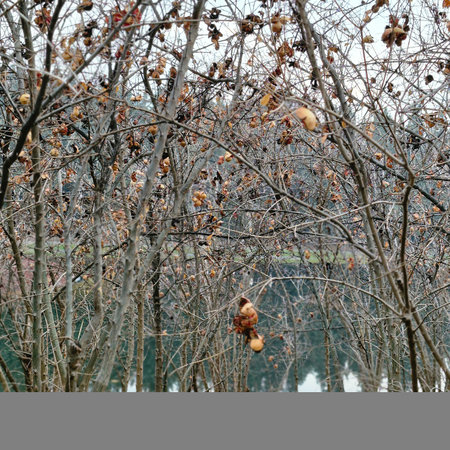 Frozen tree branches with dry leaves and apples in winter seasonの写真素材