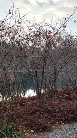 Autumn landscape with trees in the park and lake in the backgroundの写真素材