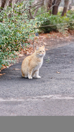 Ginger cat on the road in the park. Selective focus.の写真素材