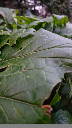 Close up of a green leaf in the garden on a rainy dayの写真素材