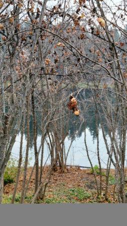 Branch of a tree with leaves on the background of the lakeの写真素材