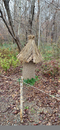 A birdhouse made of straw on a tree in the forest.の写真素材