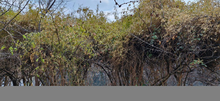 Dry branches of trees on the bank of the river. Autumnの写真素材