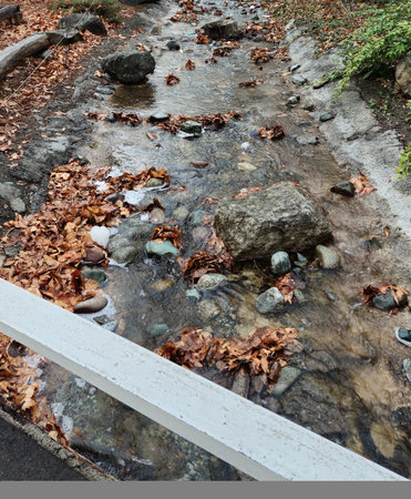 Fallen leaves in a stream of water in the autumn forest.の写真素材