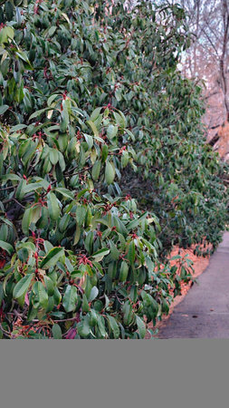 Eucalyptus tree with green leaves and red flowers.の写真素材
