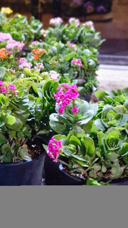 Beautiful succulent plants in pots at the flower market. Gardening concept.の写真素材