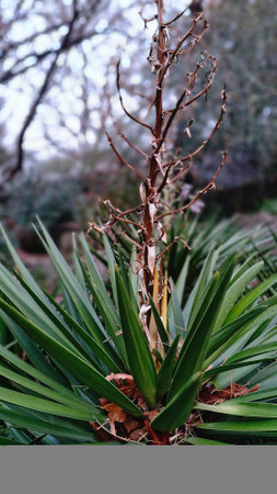 Agave americana plant in the botanical garden of Barcelona, Spainの写真素材
