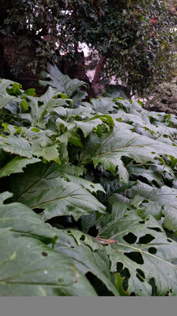 Leaves of a tree and Acanthus mollisÂ in the garden in the autumn dayの写真素材