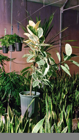 Ficus tree in a pot on the terrace of the house that looks like a green house.の写真素材