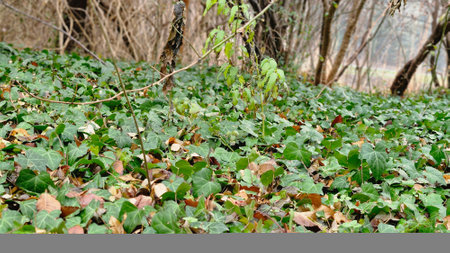 Green ivy leaves on the ground in the forest in autumn.の写真素材