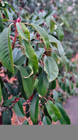 Close up of green leaves of a magnolia tree in the gardenの写真素材