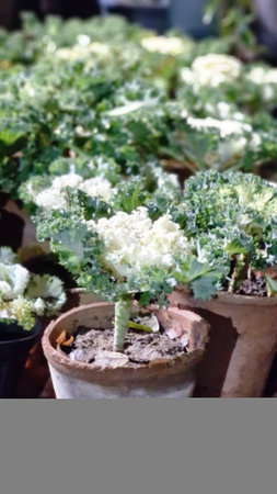 Cultivation of decorative cabbage in a pot in the garden.の写真素材