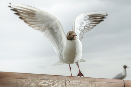 Seagull taking off from wooden surface. Her wings are straight, legs detach from the surface.の写真素材