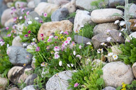 flowers grow in the middle of the slides of stonesの写真素材