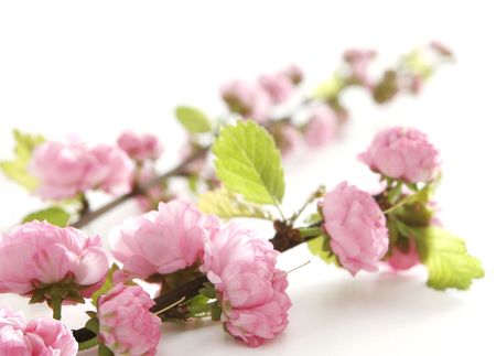 pink flowersの写真素材