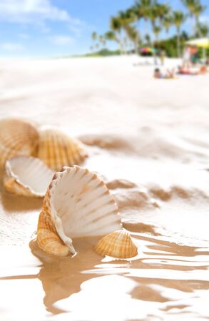 Beauty shells on the beach  Palms and people in backgroundの写真素材