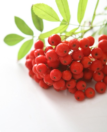 Rowan の写真素材