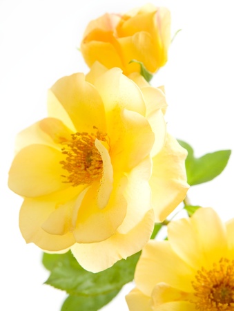 Yellow roses isolated on white bacground の写真素材