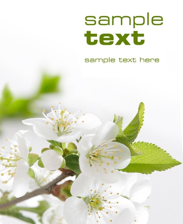 White flowers  Space for textの写真素材