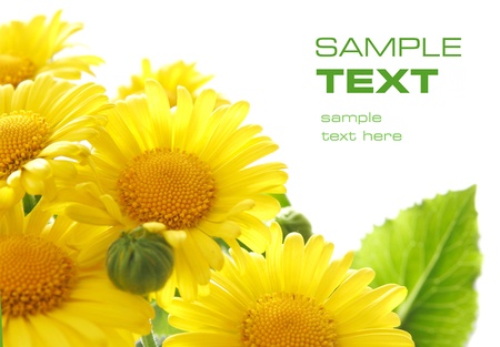 sunshine flowers の写真素材