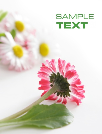 pink daisy の写真素材