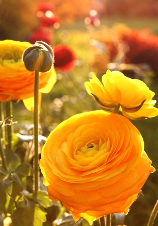 Orange flowers on meadowの写真素材