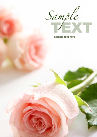 Beautiful pink roses  Space for textの写真素材