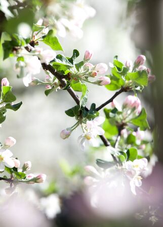Apple flowers on the green backgroundの写真素材