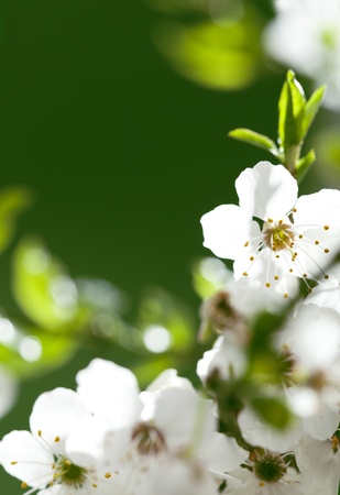 close up on beautiful white flowers  Space for your textの写真素材