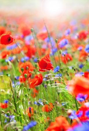 Beautiful poppies and cornflowers on wild meadowの写真素材